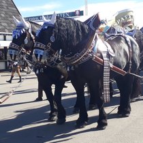 Tremmel Wiesngschichtn: Rösser und Gespanne (7) | Bild: BR/Markus Tremmel