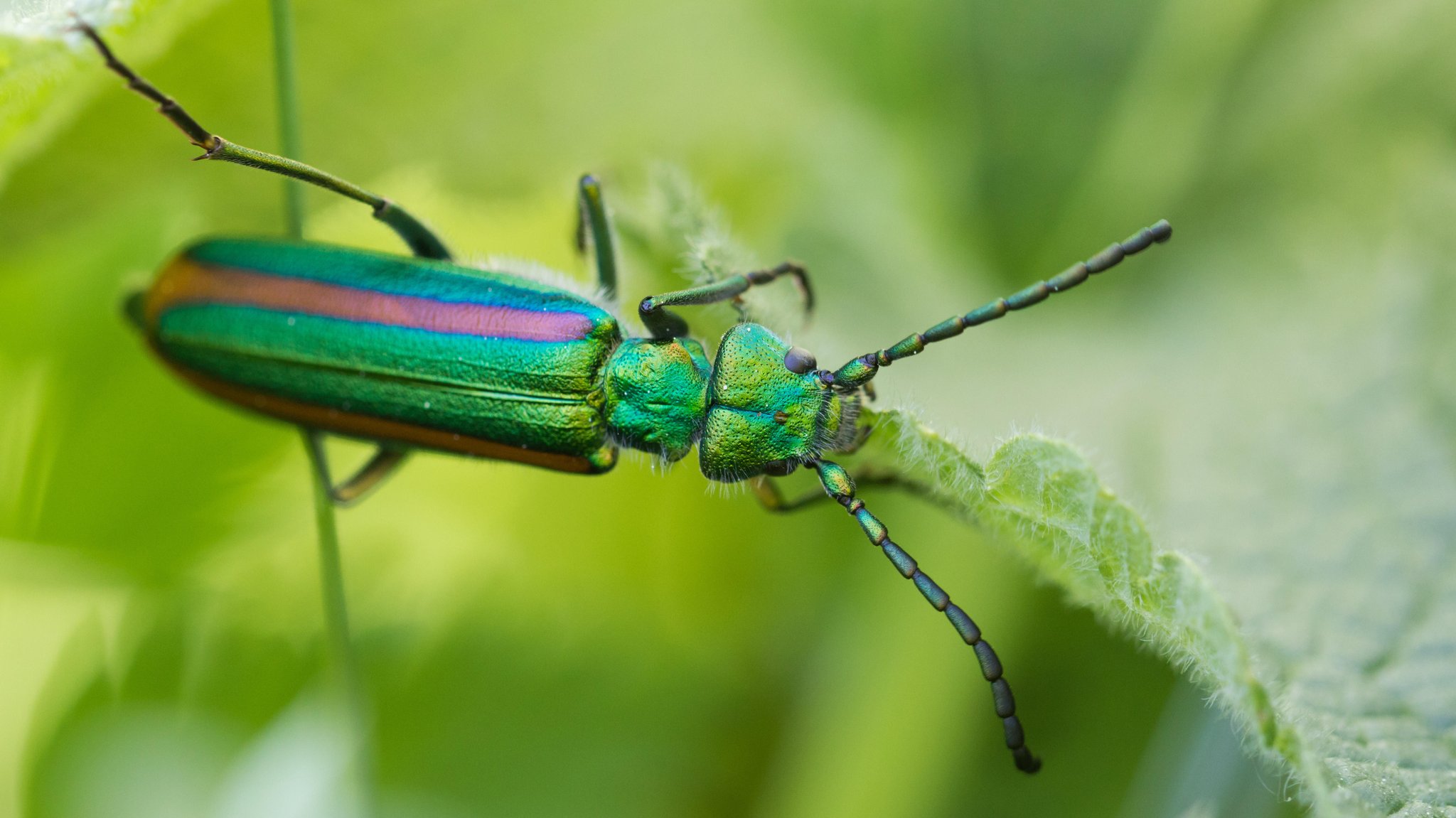 Eine Spanische Fliege (Lytta vesicatoria togata, Cantharis vesicatoria) auf einem Blatt. Neben dem Schwarzblauen Ölkäfer gibt es rund 20 weitere Ölkäfer-Arten in Mitteleuropa, die alle giftig sind.