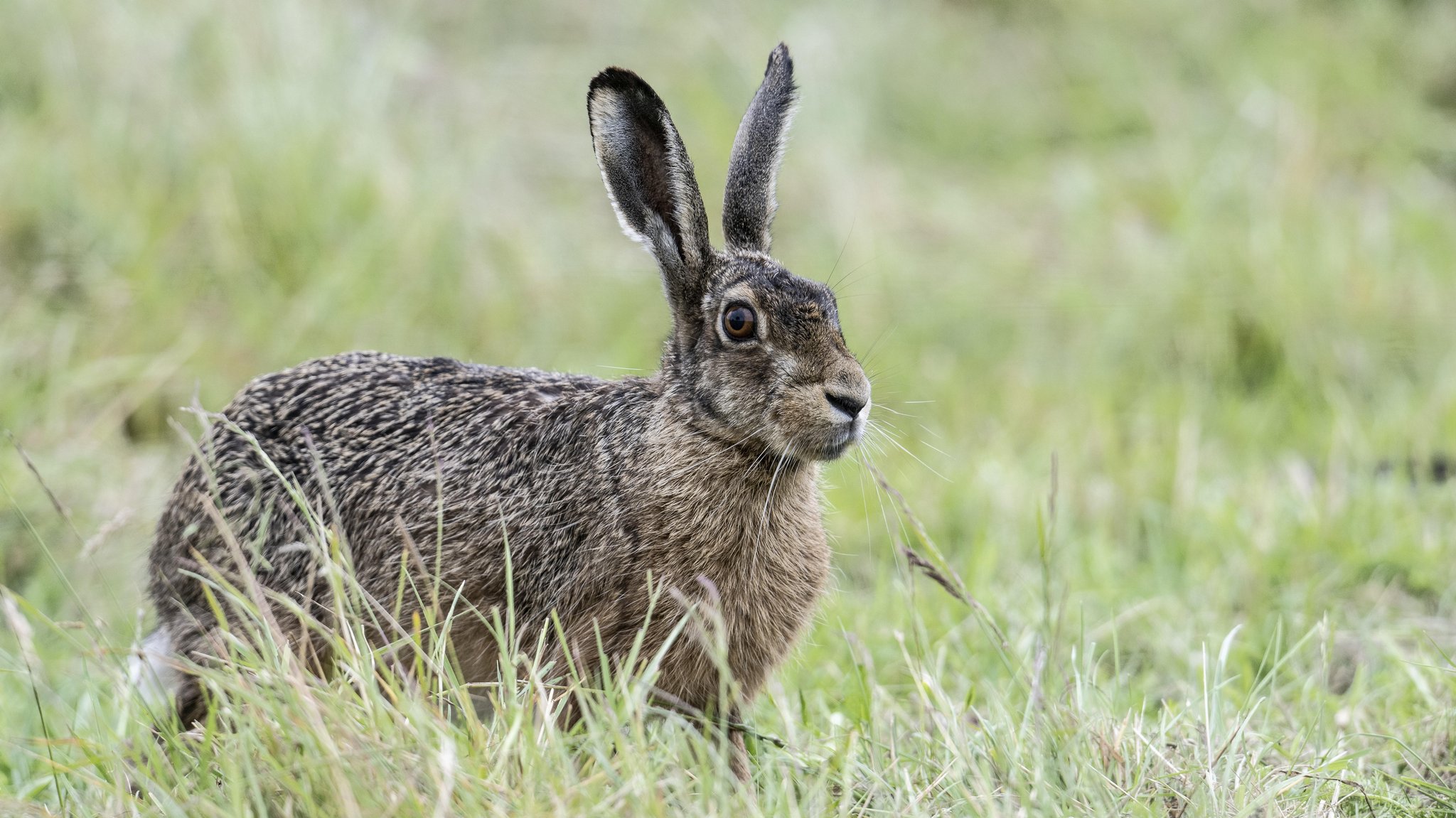 Hasenpest-Fälle auf Rekordniveau: Drei Jäger infiziert