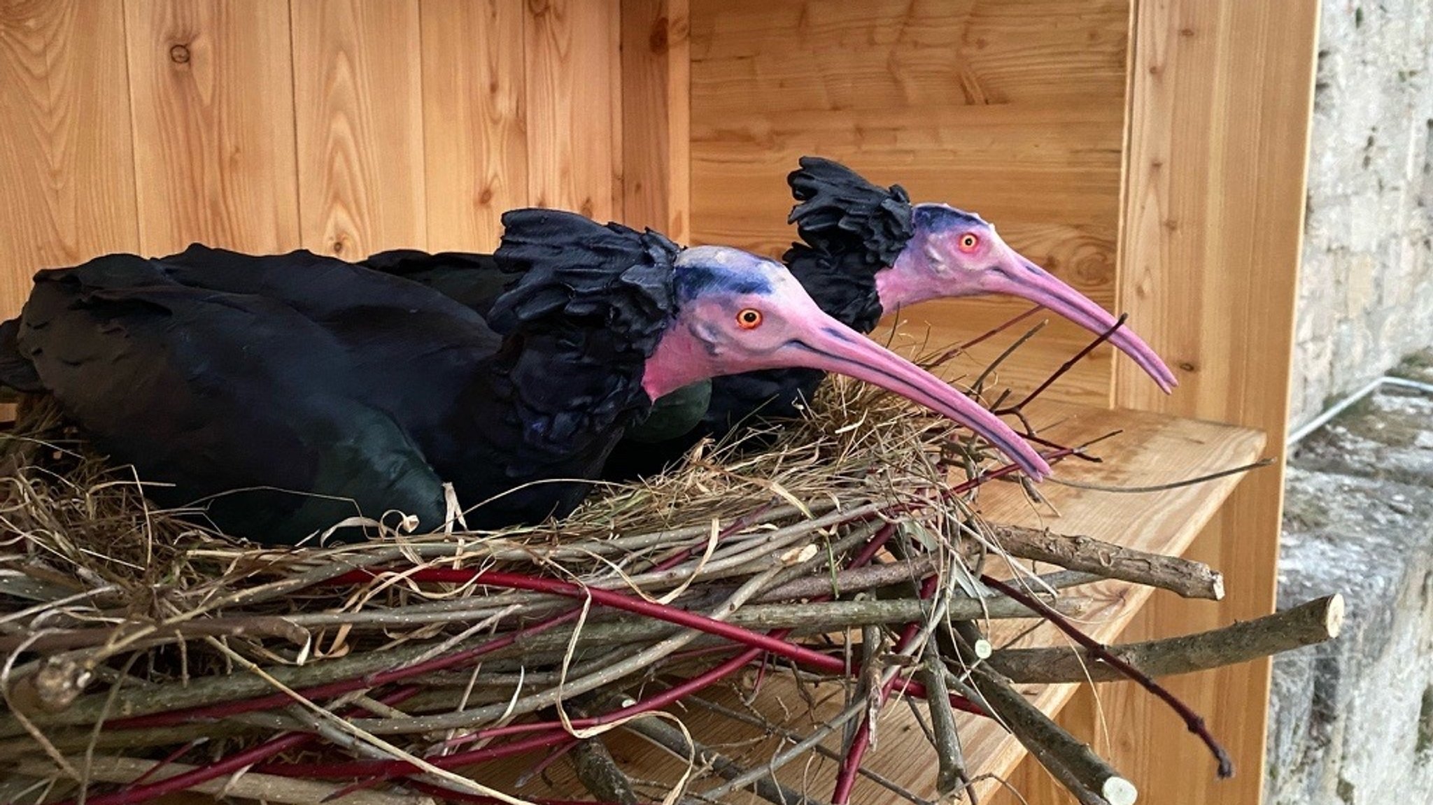 Waldrappe aus Plastik als Lockmittel.