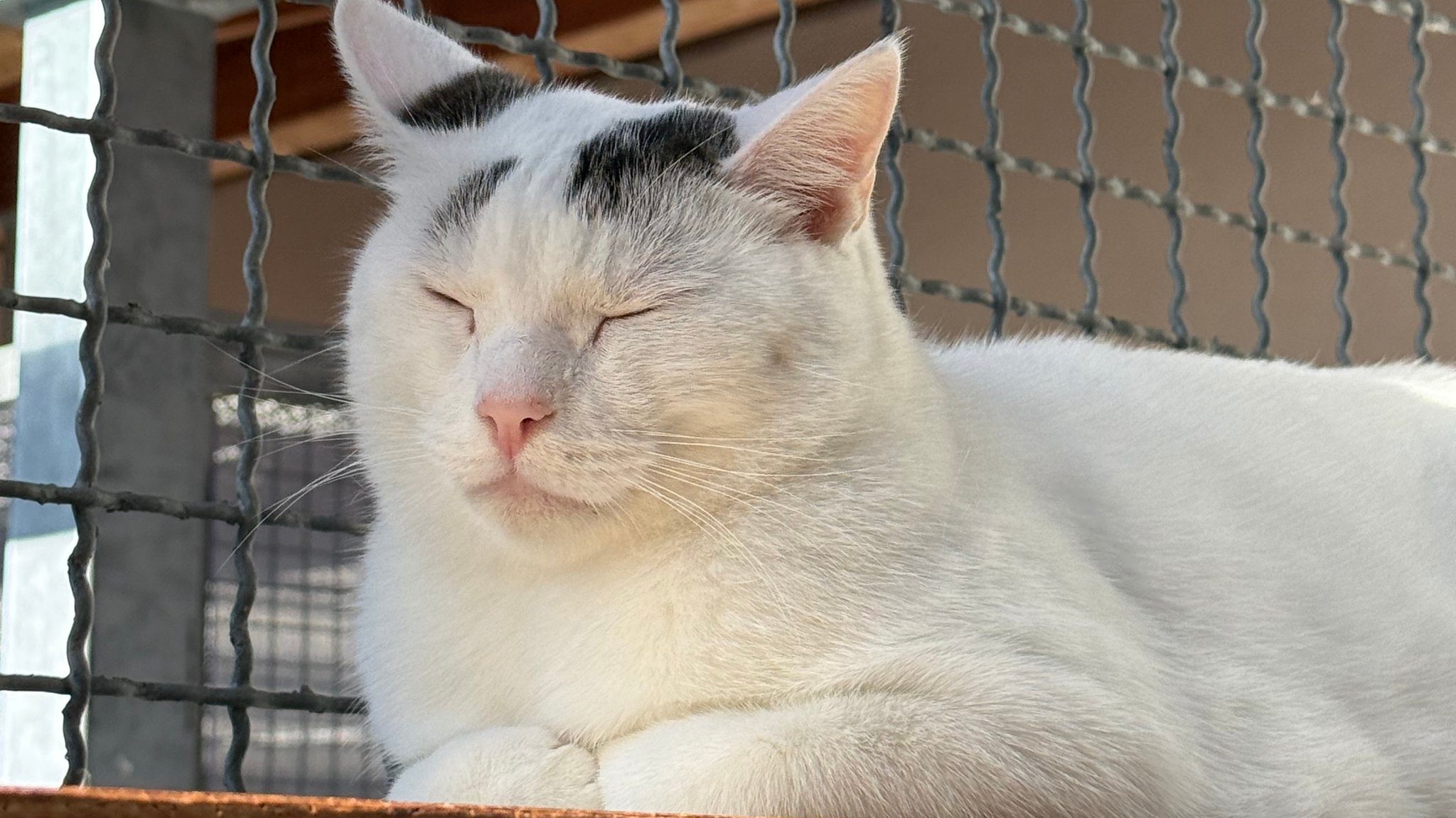 Kater Mucki sitzt im Tierheim Ostermünchen in der Sonne | Bild: BR/Dagmar Bohrer-Glas Kater Mucki sitzt im Tierheim Ostermünchen in der Sonne
