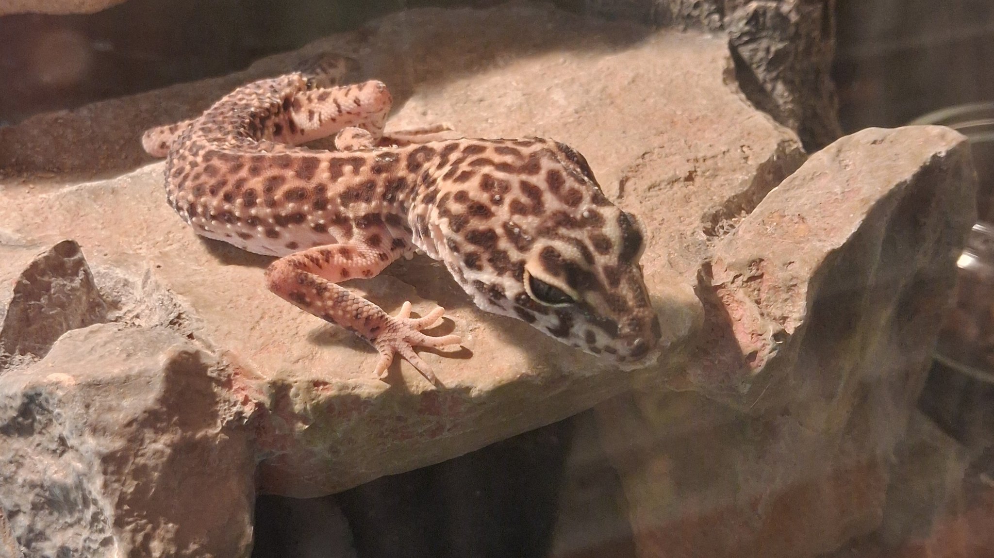 Dieser Gecko konnte zum Glück lebend gerettet werden. Mit seinen Artgenossen wird er aktuell von einem Fachtierarzt versorgt. | Bild: Veterinäramt Haßberge Dieser Gecko konnte zum Glück lebend gerettet werden. Mit seinen Artgenossen wird er aktuell von einem Fachtierarzt versorgt.