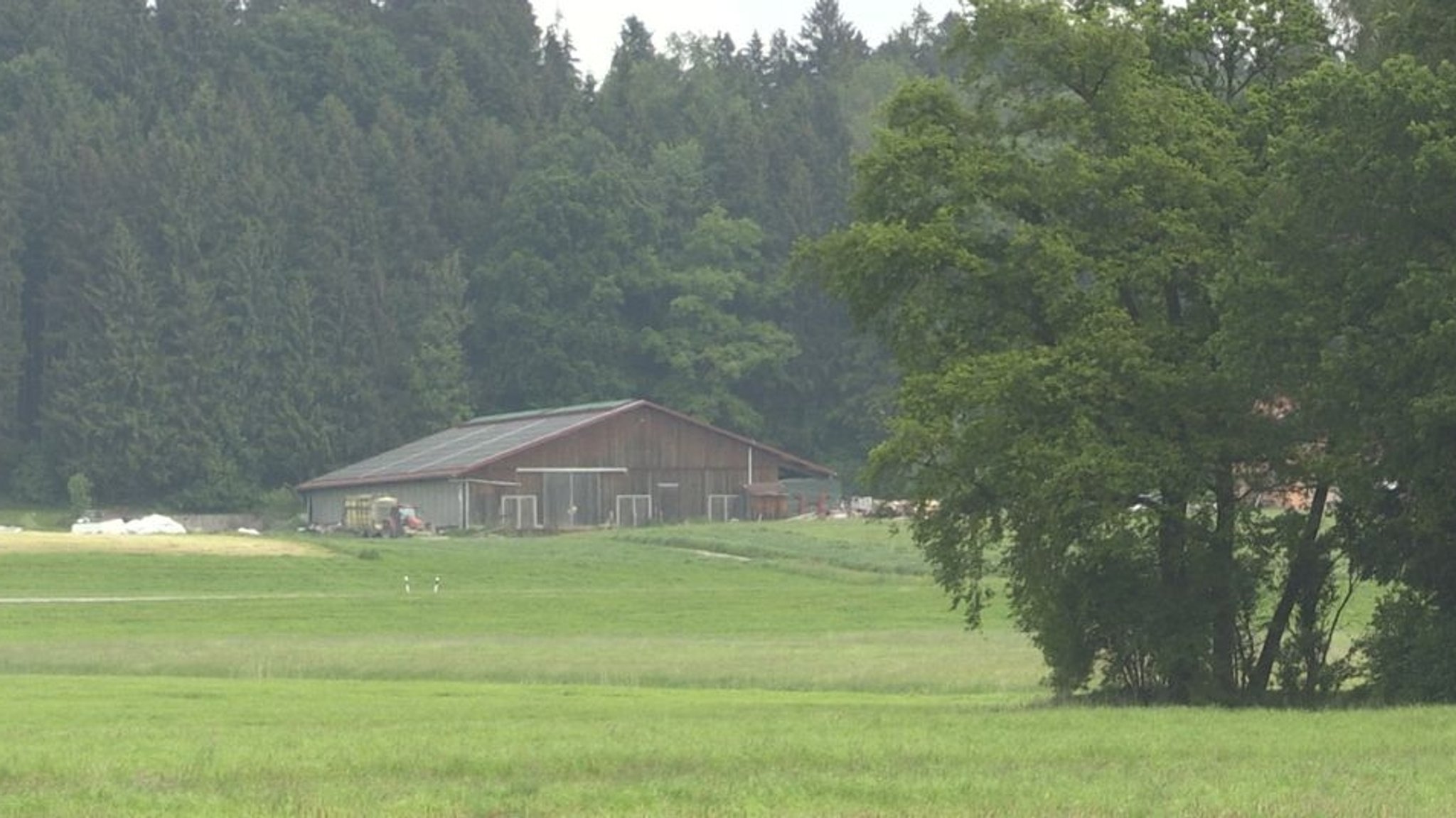 Rinder qualvoll verendet: Anklage gegen Landwirt erhoben