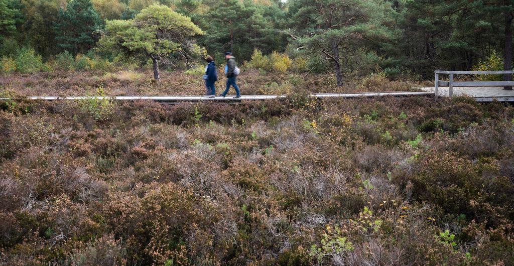 ARCHIV - 18.10.2021, Niedersachsen, Neustadt am Rübenberge: Ein Paar geht durch das Naturschutzgebiet Totes Moor am Steinhuder Meer.  (zu dpa: ««Superhelden» für den Klimaschutz: Niedersachsen will Moore schützen») Foto: Julian Stratenschulte/dpa +++ dpa-Bildfunk +++