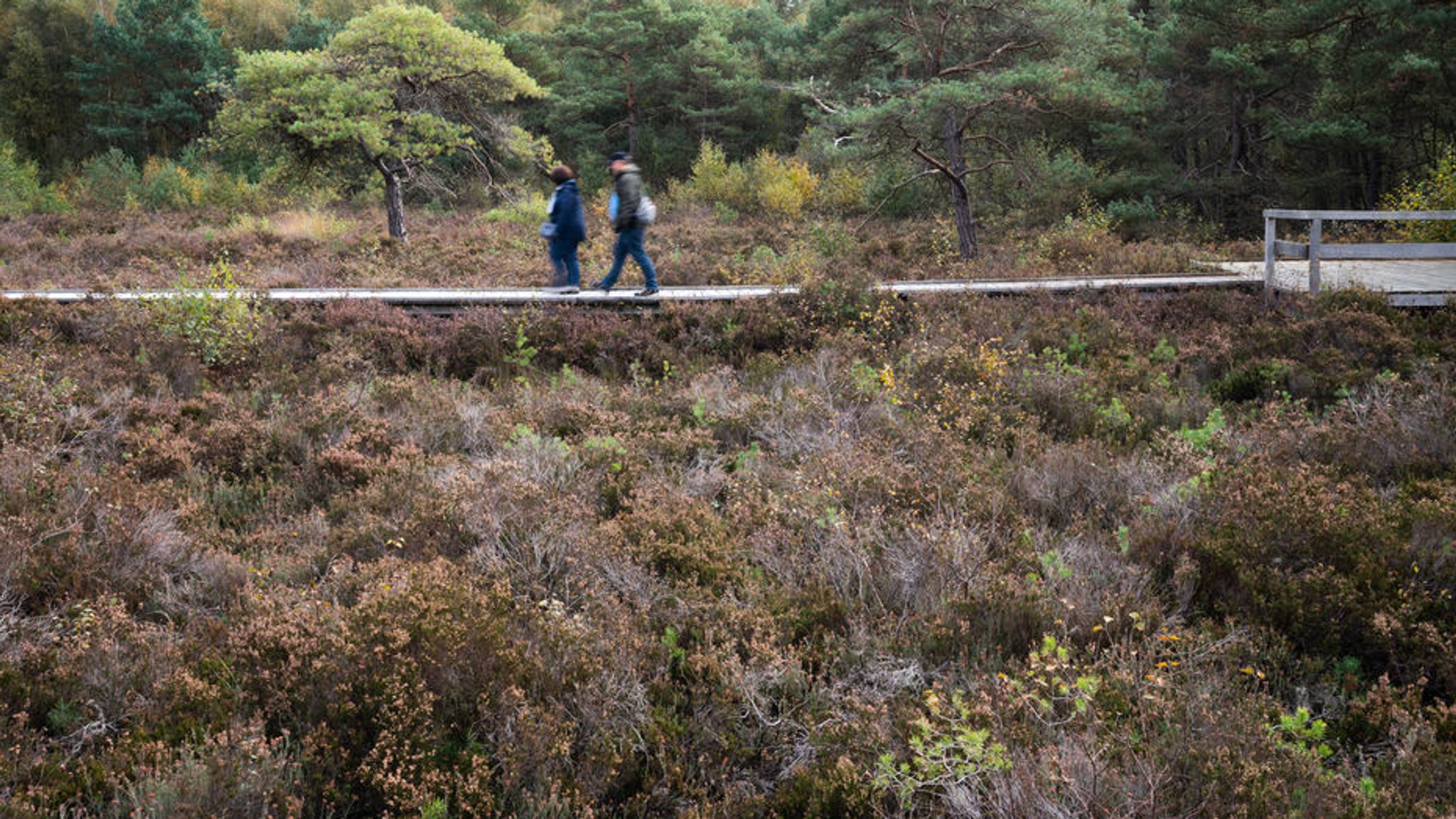 ARCHIV - 18.10.2021, Niedersachsen, Neustadt am Rübenberge: Ein Paar geht durch das Naturschutzgebiet Totes Moor am Steinhuder Meer.  (zu dpa: ««Superhelden» für den Klimaschutz: Niedersachsen will Moore schützen») Foto: Julian Stratenschulte/dpa +++ dpa-Bildfunk +++