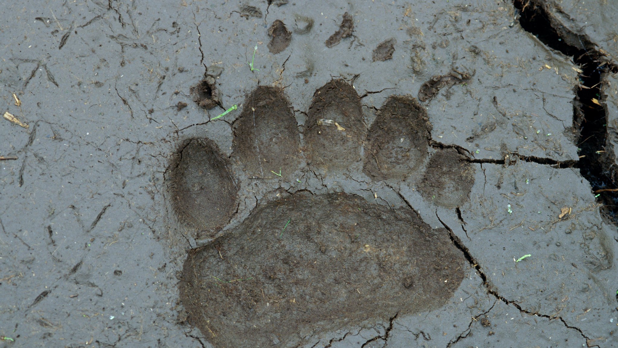 Ein Bär im Allgäu? Experten vergeblich auf Spurensuche