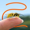 WirTier (1): Wespenschwärmerei | Bild: stock.adobe.com/nataba | Hintergrund: BR/Raphael Kast | Bearbeitung: BR