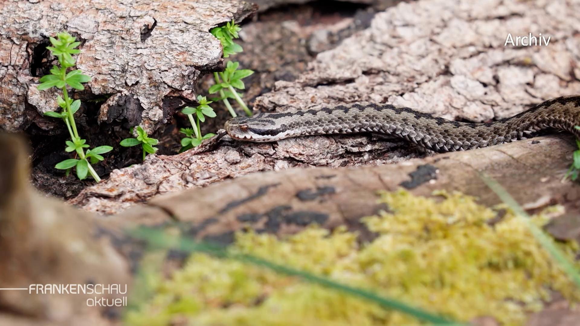Eine Kreuzotter kriecht über einen Stein