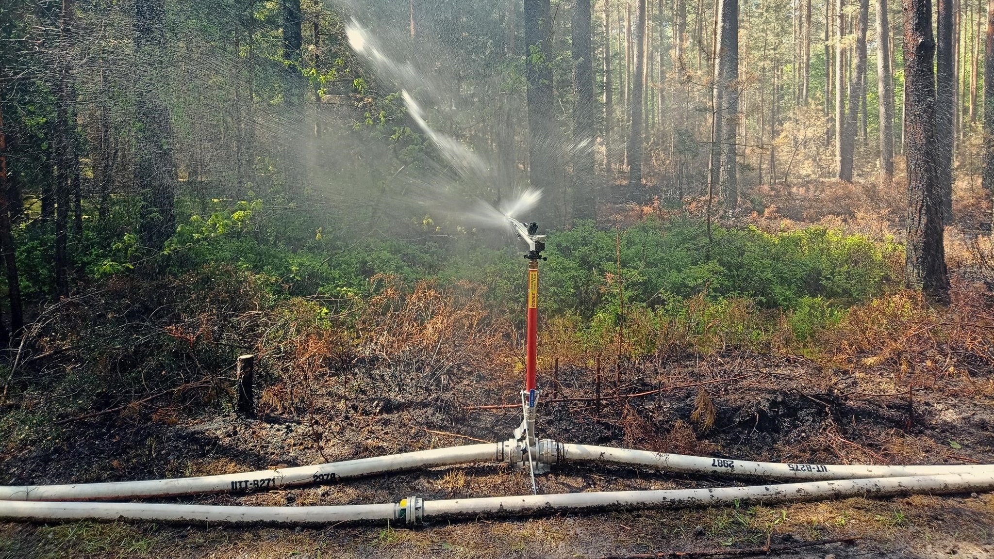 Ein sich drehender Sprinkler bewässert den Waldboden.