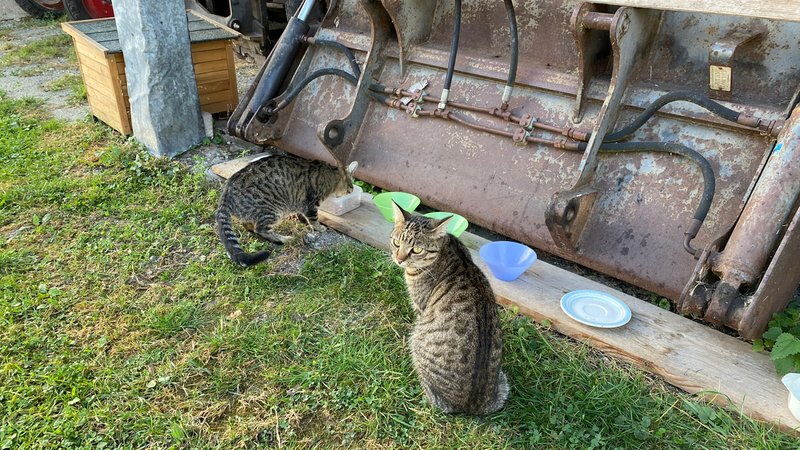 Zwei getigerte Streunerkatzen sitzen vor Futterschüsseln. Sie haben keine Besitzer.