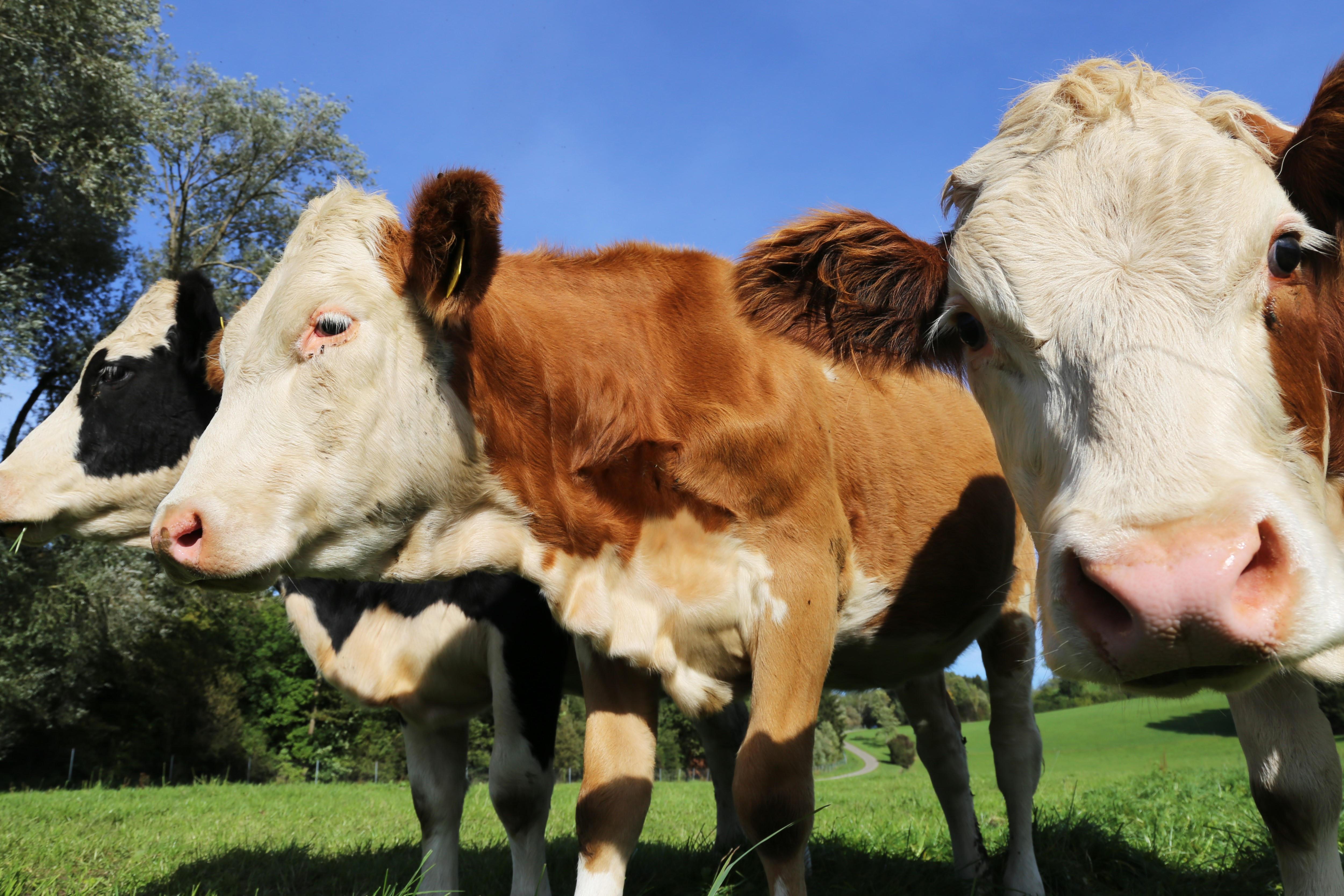 Rinder auf einer Weide im Allgäu (Archivbild)