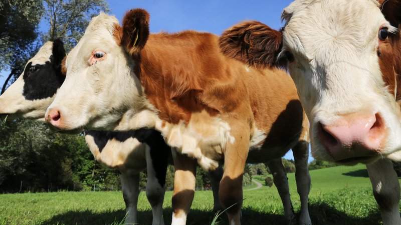 Rinder auf einer Weide im Allgäu (Archivbild) | Bild: picture alliance / CHROMORANGE | Udo Herrmann Rinder auf einer Weide im Allgäu (Archivbild)