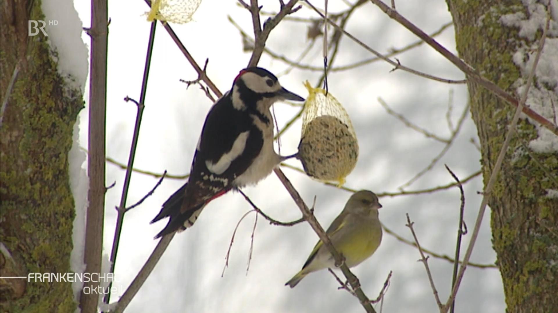 Ein Buntspecht hängt an einem Meisenknödel. Ein Stück weiter sitzt auf einem Ast ein kleiner Vogel mit grünlichem Gefieder.