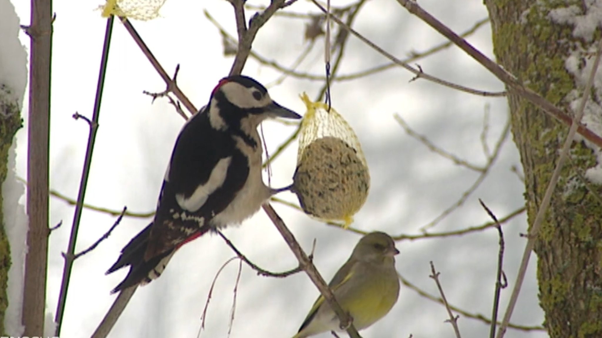 Ein Buntspecht hängt an einem Meisenknödel. Ein Stück weiter sitzt auf einem Ast ein kleiner Vogel mit grünlichem Gefieder.