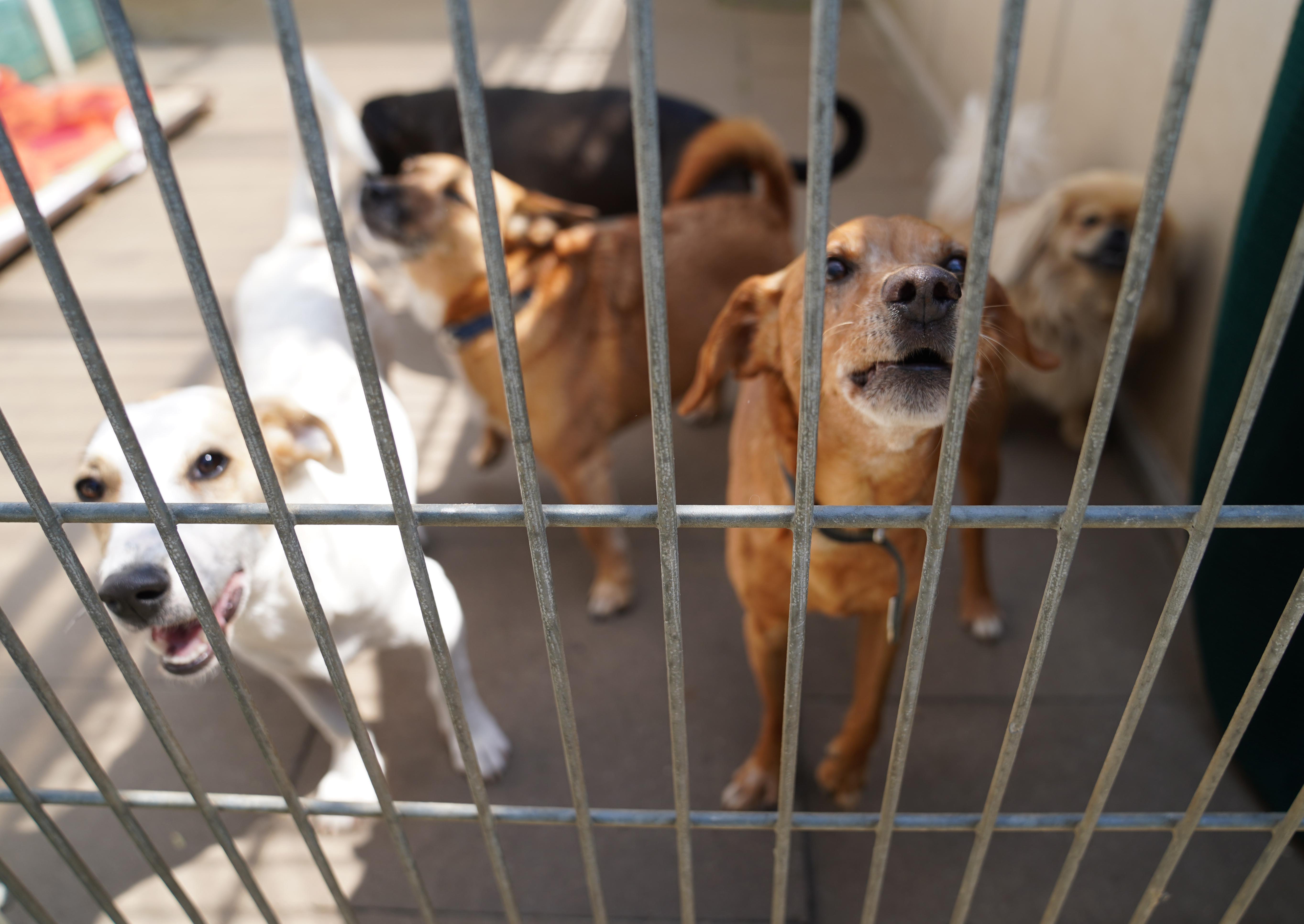 Tierheime Immer Voller: Tierschutzbund Schlägt Alarm | BR24