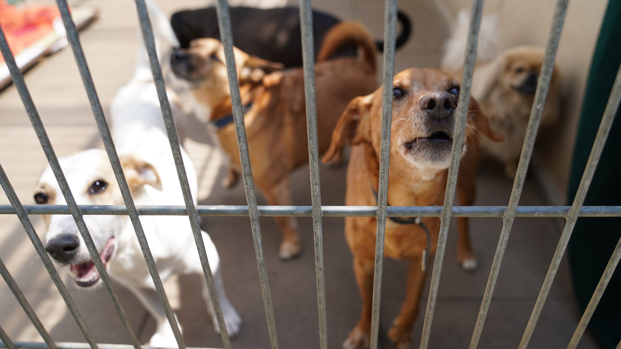 Hunde im Gruppengehege eines deutschen Tierheims.