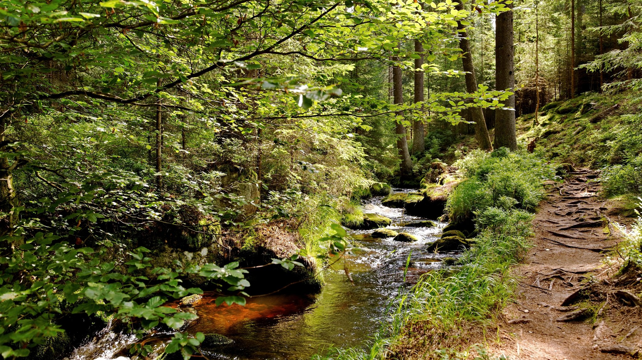 Naturpfad am Weißen Main im Fichtelgebirge.