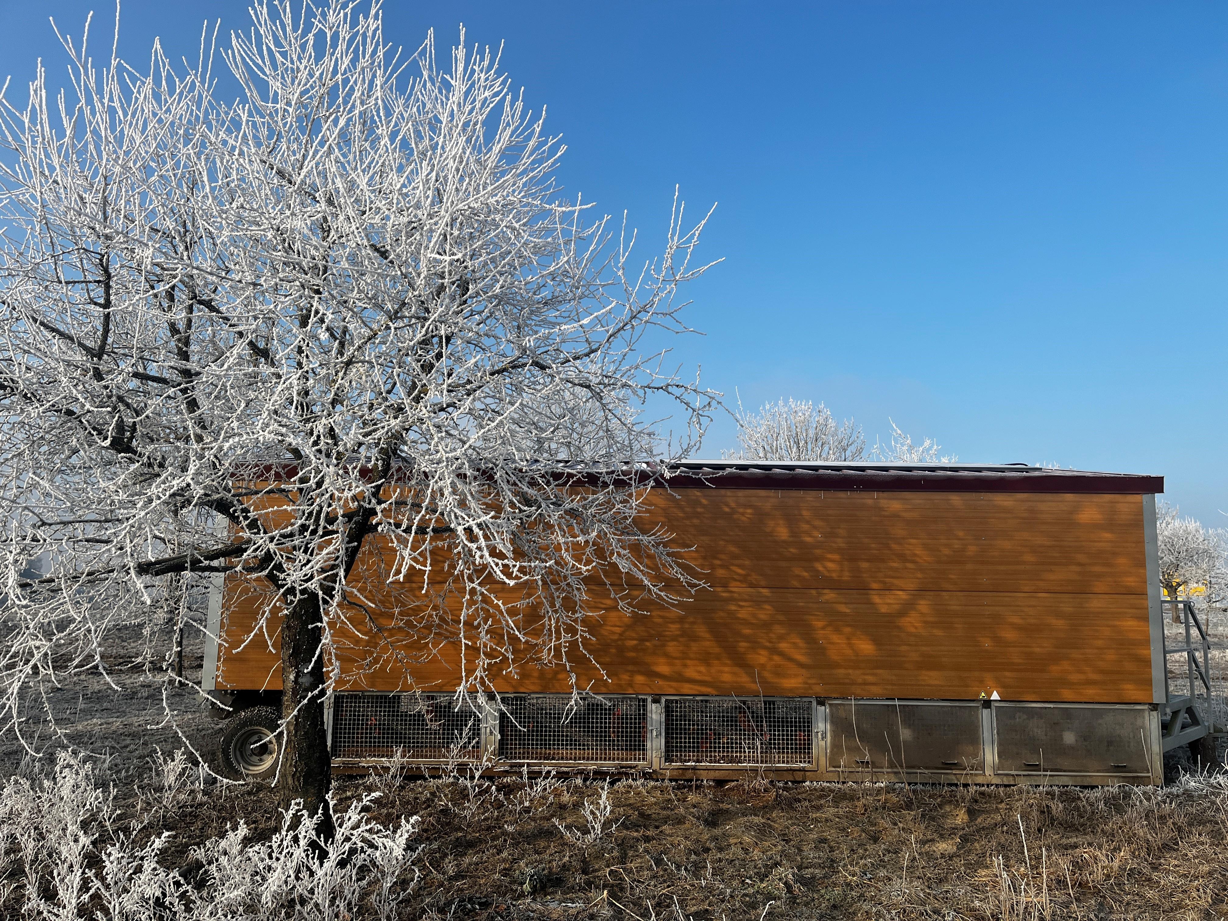 Moritz Kosteletzkys Hennen müssen jetzt im Stall bleiben.