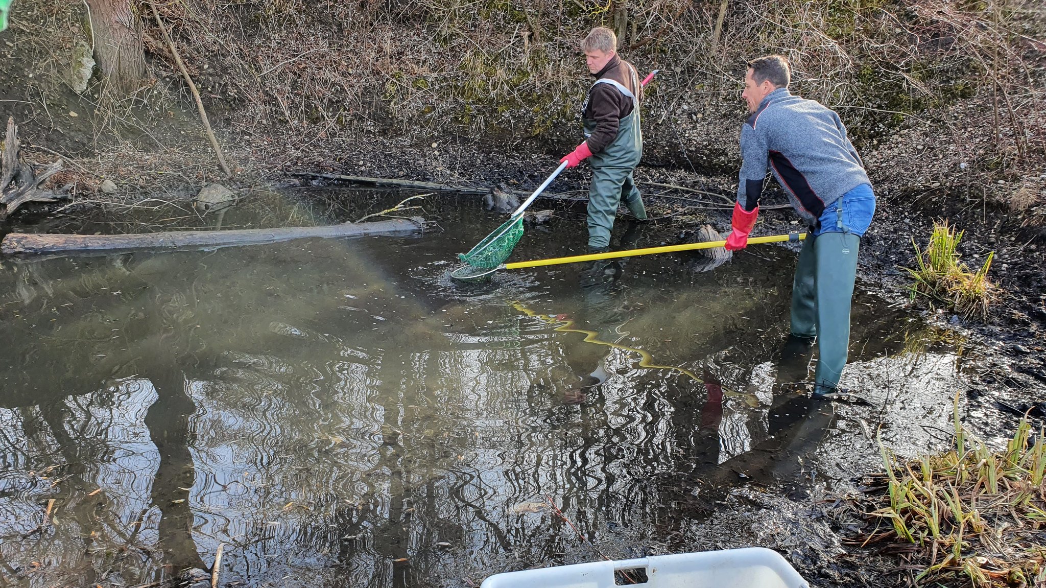  Gefahr für andere: Goldfisch-Spezialeinsatz in Münchner Tümpel