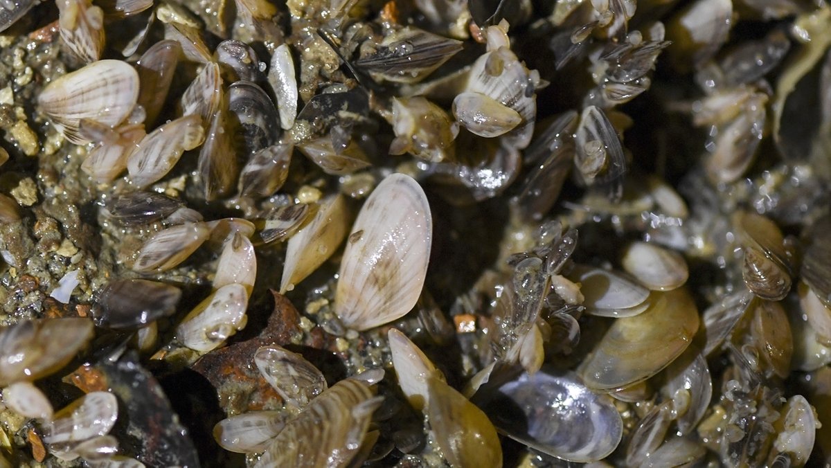 Quagga-Muschel im Bodensee: Neuzugang hat drastische Folgen