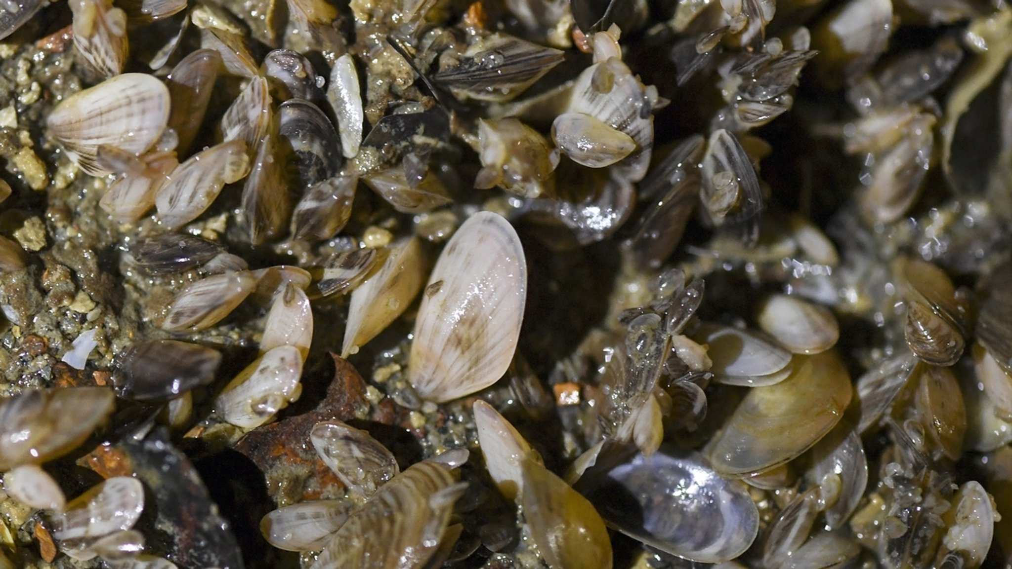 Quagga-Muscheln im Bodensee