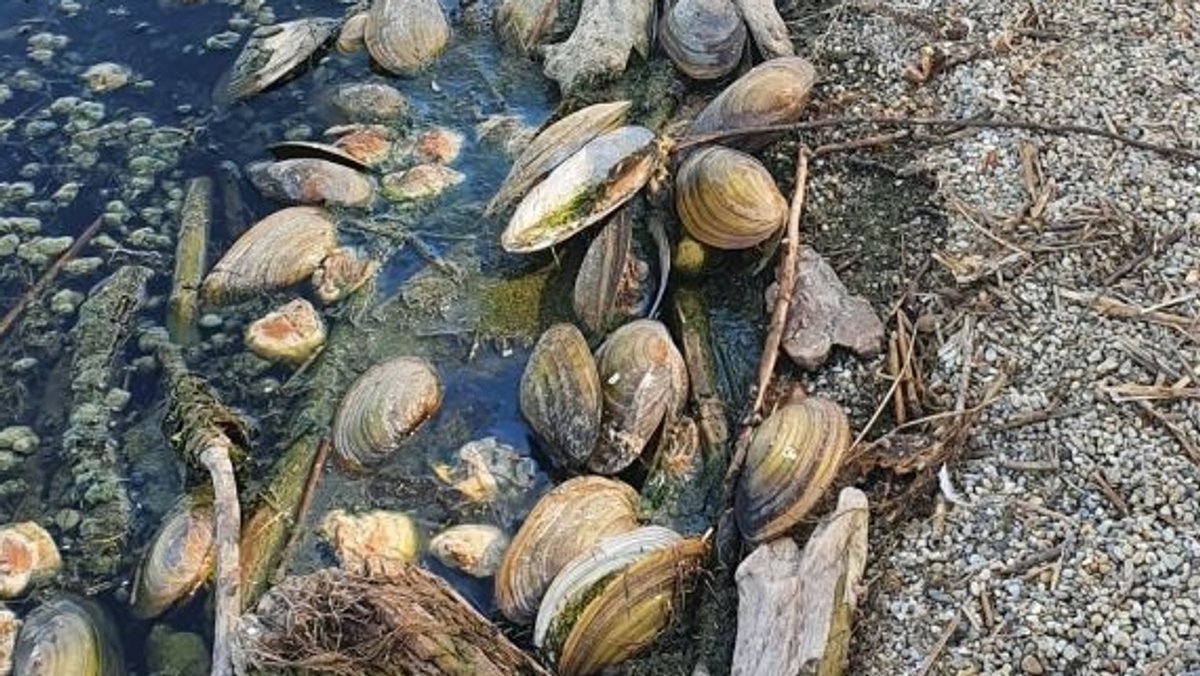 Verendete Teichmuscheln am Ufer des Vilstalstausees 