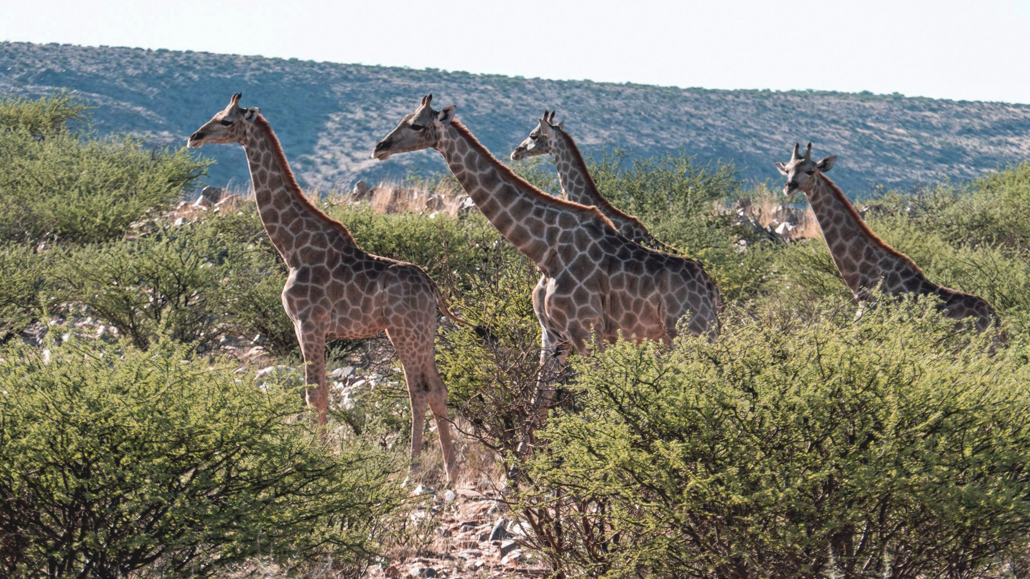 Eine Gruppe Giraffen im Etosha-Nationalpark im Norden Namibias