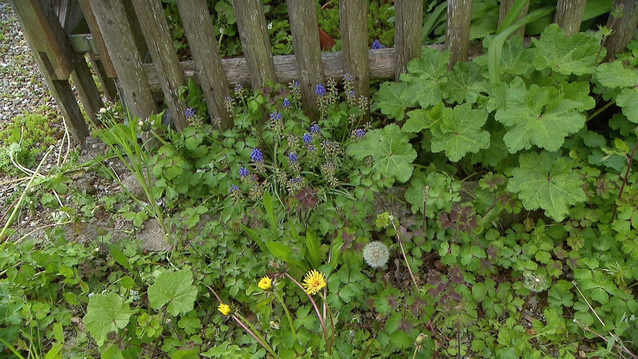 Geben Sie Insekten ein Zuhause!