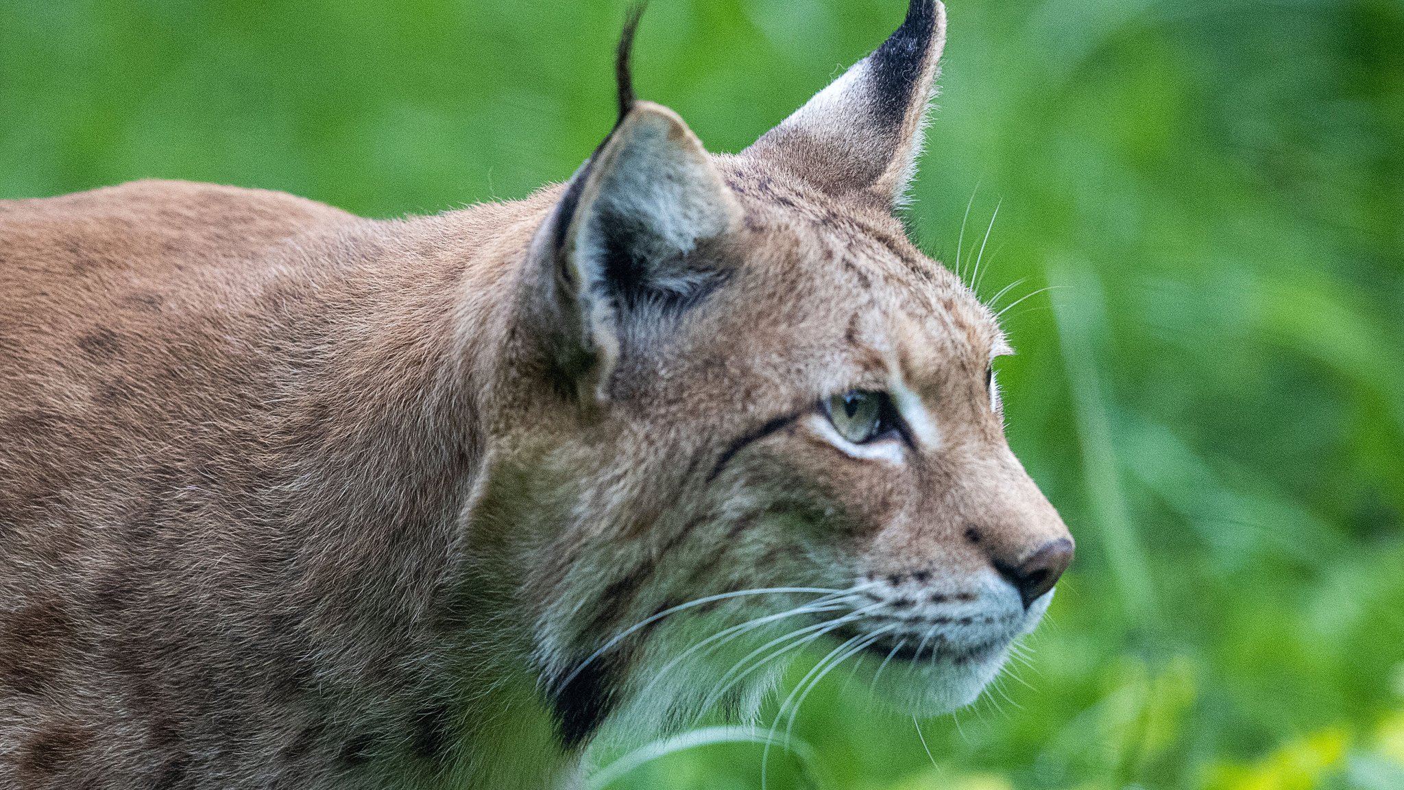 Verhungerter Luchs: 2.000 Euro Belohnung ausgelobt