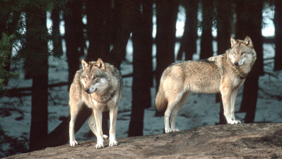 Wolfsrudel Im Bayerischen Wald Machen Uns Keine Sorgen Br24