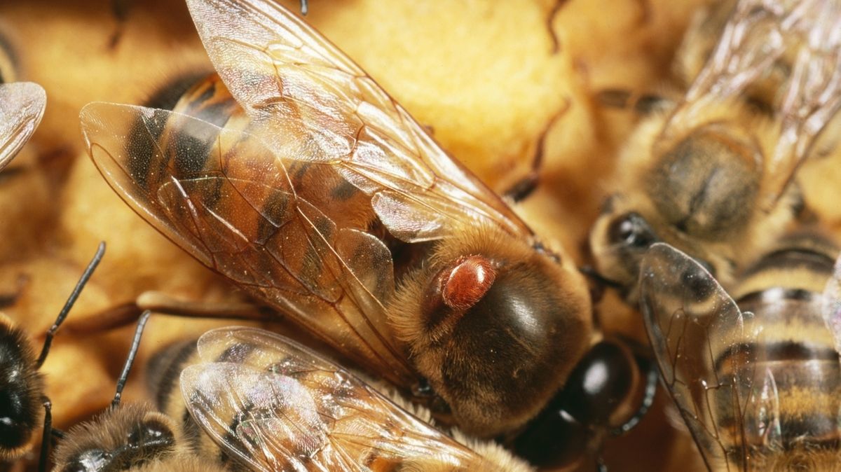 Bienen Vor Varroa Milben Schutzen Br24