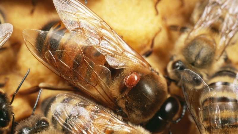 Varroa-Milbe auf einer Honigbiene 