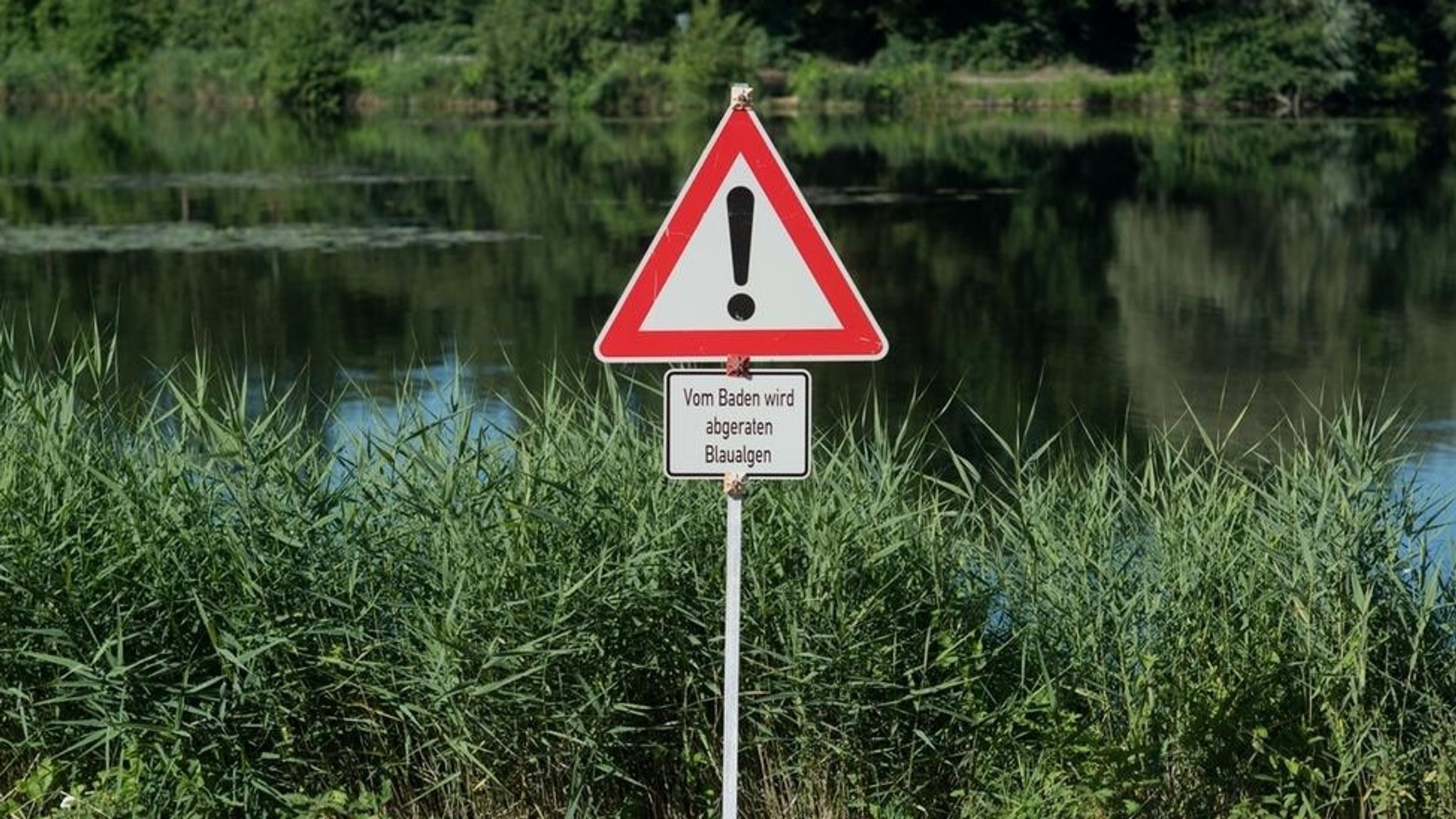 Schild an einem Gewässer warnt vor Blaualgen