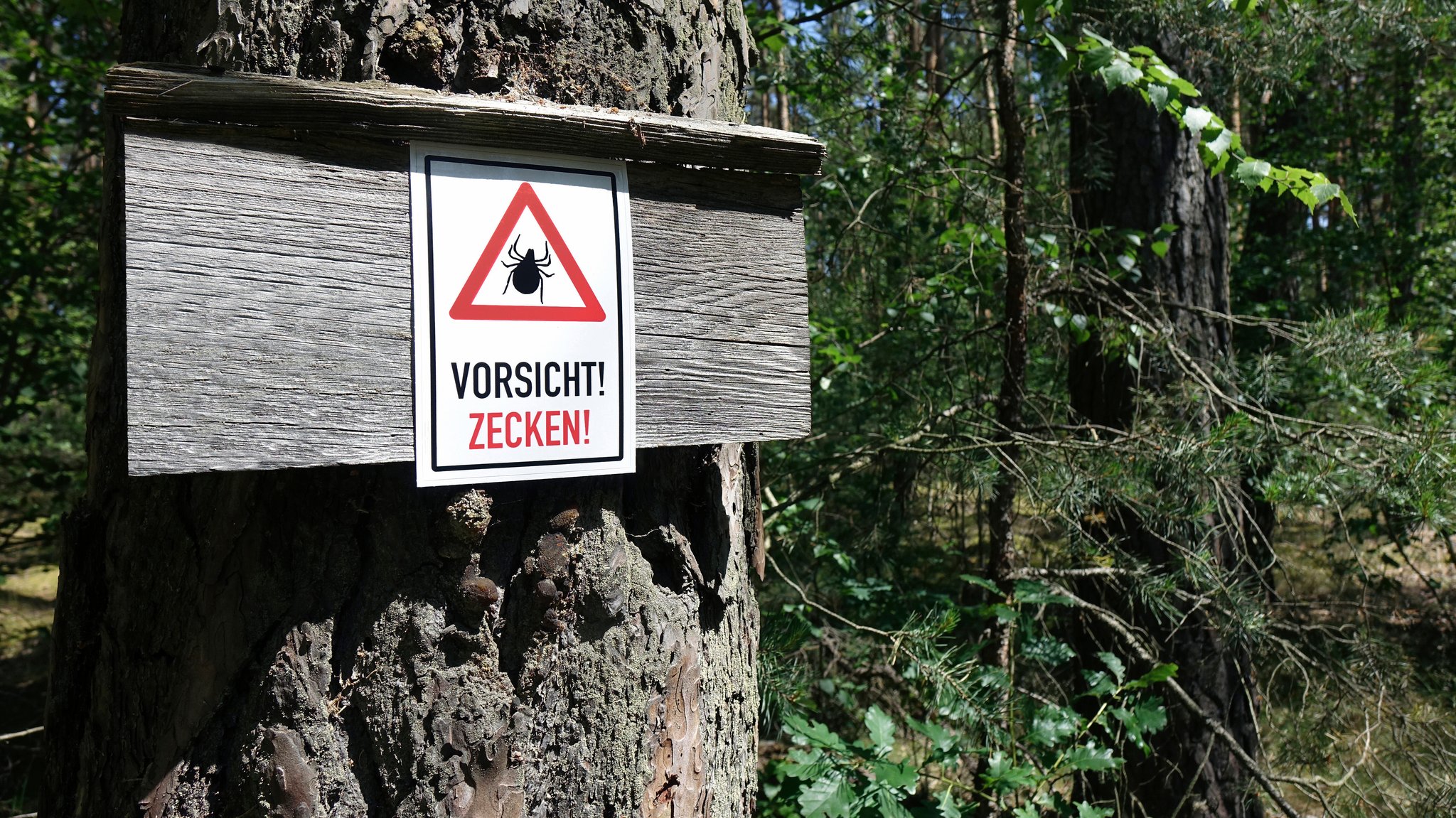 Zecken-Warnschild in einem Wald.