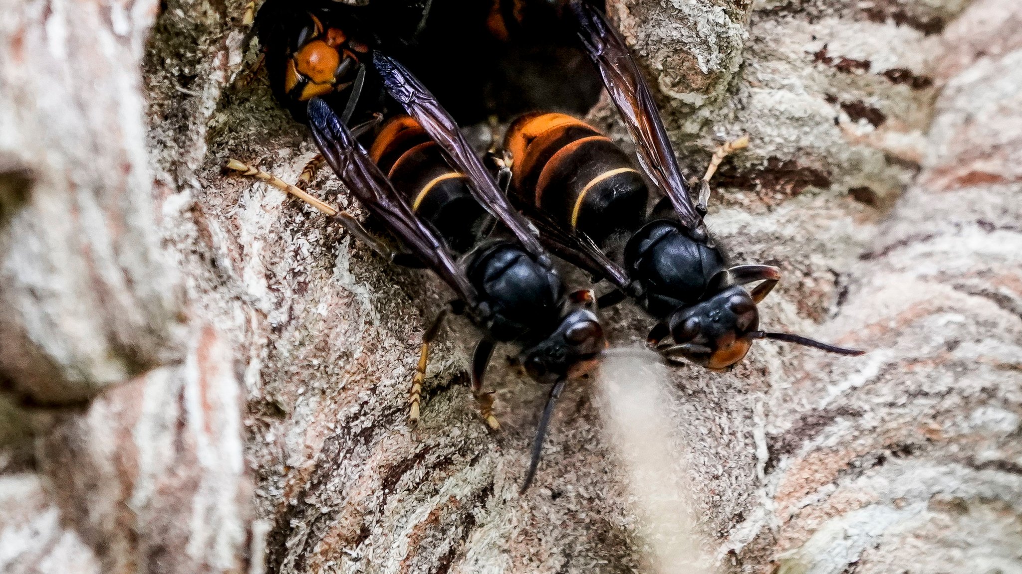 Asiatische Hornissen (Vespa velutina nigrithorax) sammeln sich an einem Ausgang ihres Nestes.