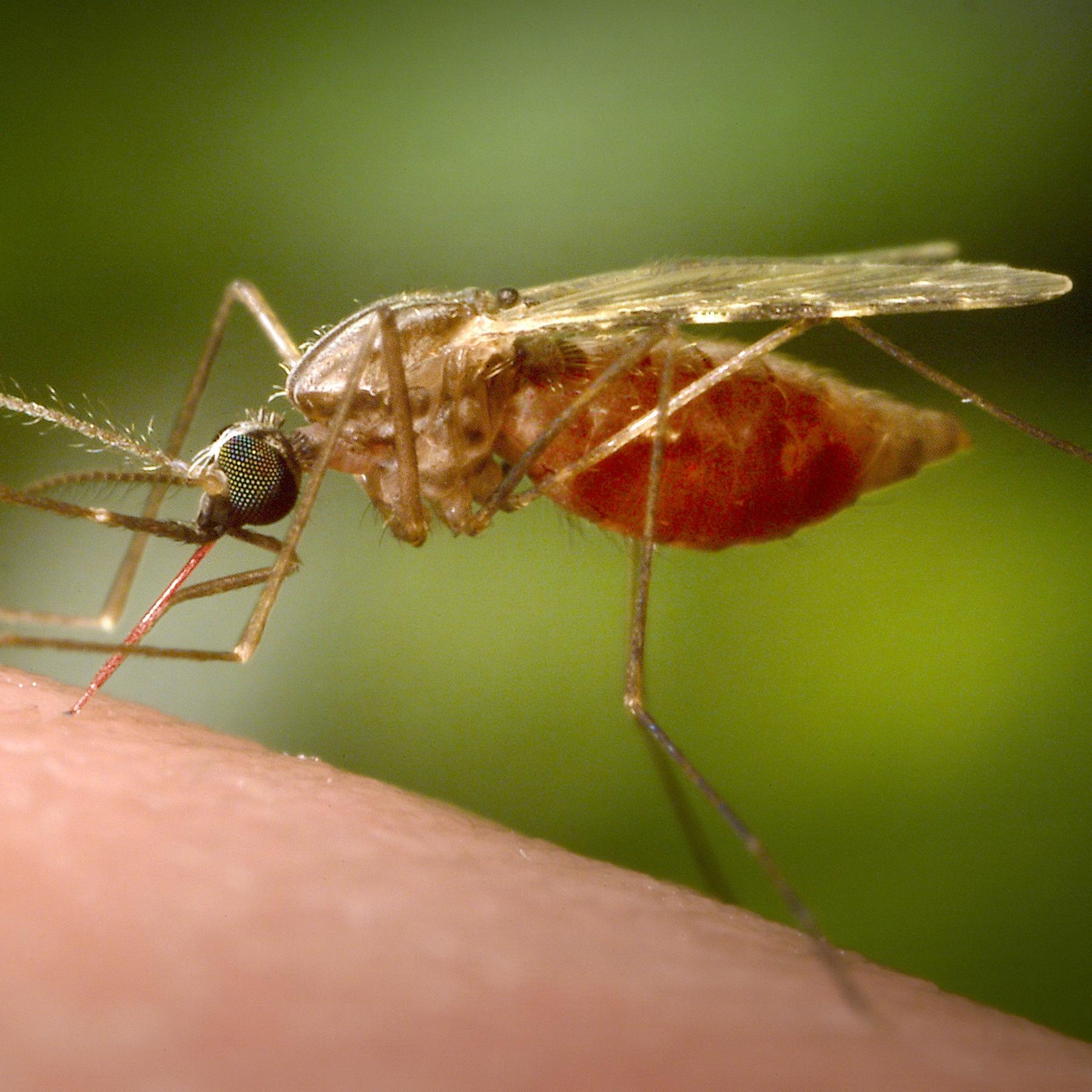 Malaria - Neue Wege gegen die Tropenkrankheit