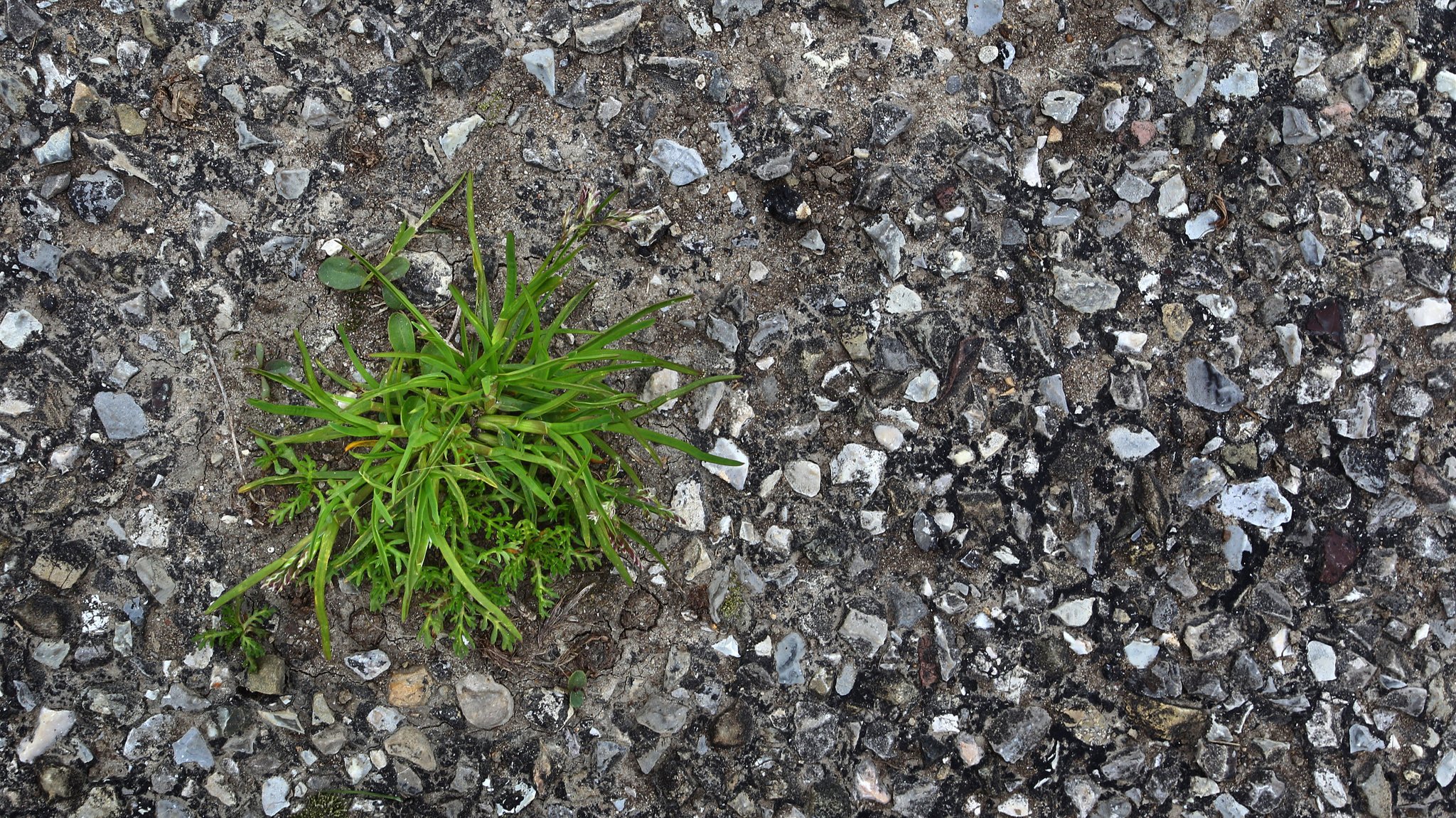 Gras bricht durch asphaltiere Fläche