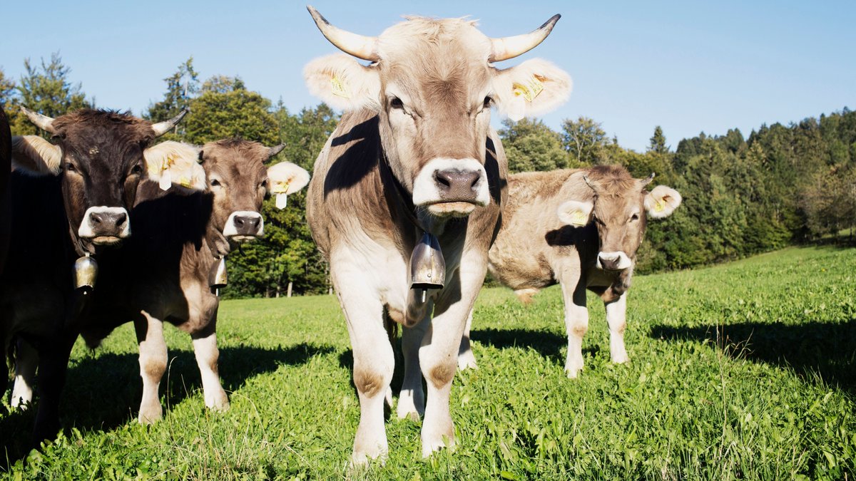 Ökobilanz Rindfleisch: Alte Milchkuh auf der Weide liegt vorn