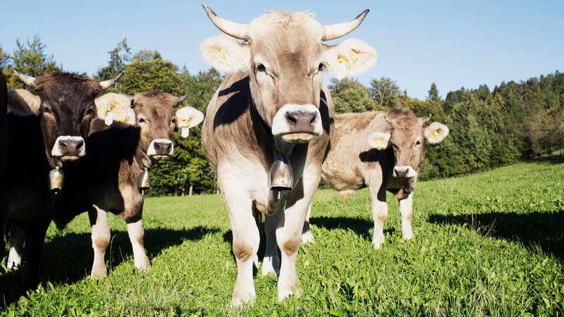 Vier Braunvieh-Rinder mit Hörnern und Glocken stehen auf einer Wiese am Hang und schauen in die Kamera, im Hintergrund ist Wald | Bild: Daniel Delang/Öko-Modellregionen Bayern Vier Braunvieh-Rinder mit Hörnern und Glocken stehen auf einer Wiese am Hang und schauen in die Kamera, im Hintergrund ist Wald