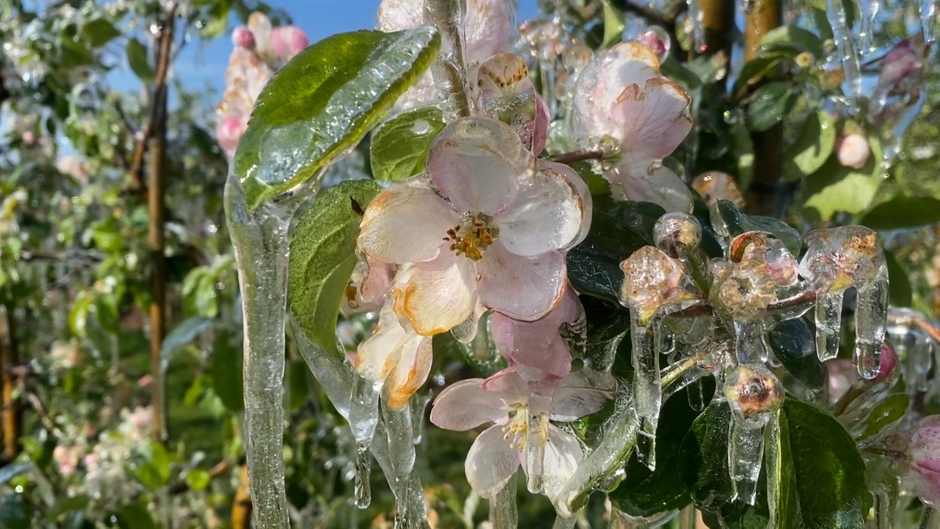 Eis an Obstblüten in Franken