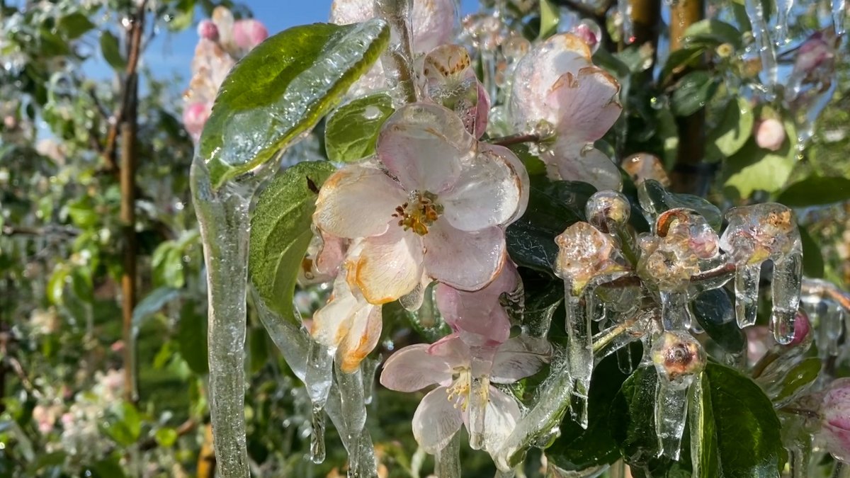 Eis an Obstblüten in Franken