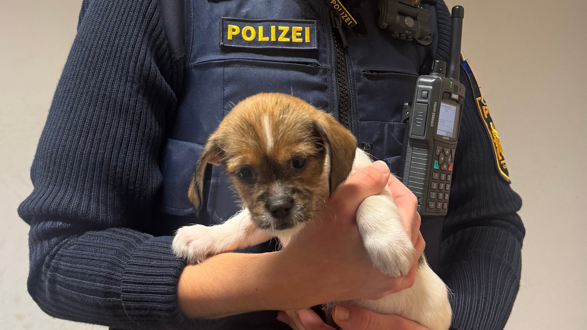 Einer der sieben ausgesetzten Hundwelpen aus Würzburg