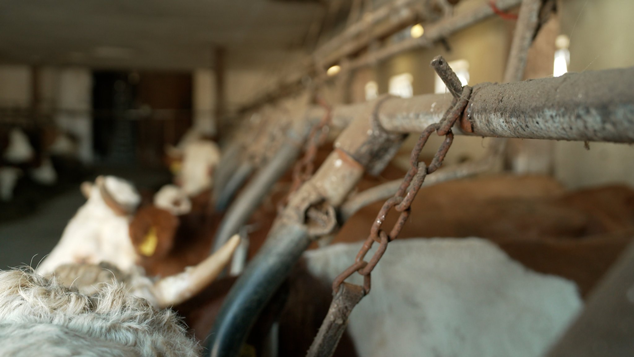 Kühe angekettet in einem Anbindestall