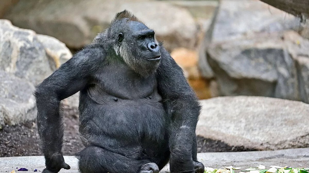 Gorilla-Weibchen im Tierpark Hellabrunn