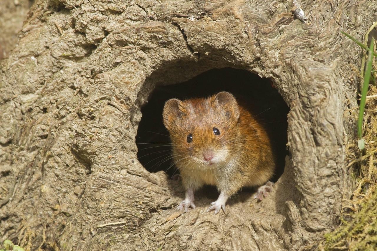 Rötelmaus
