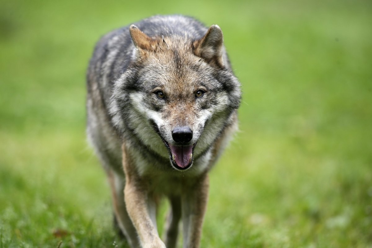 Bayerischer Wald: Ausgebrochener Wolf reißt wahrscheinlich Schaf