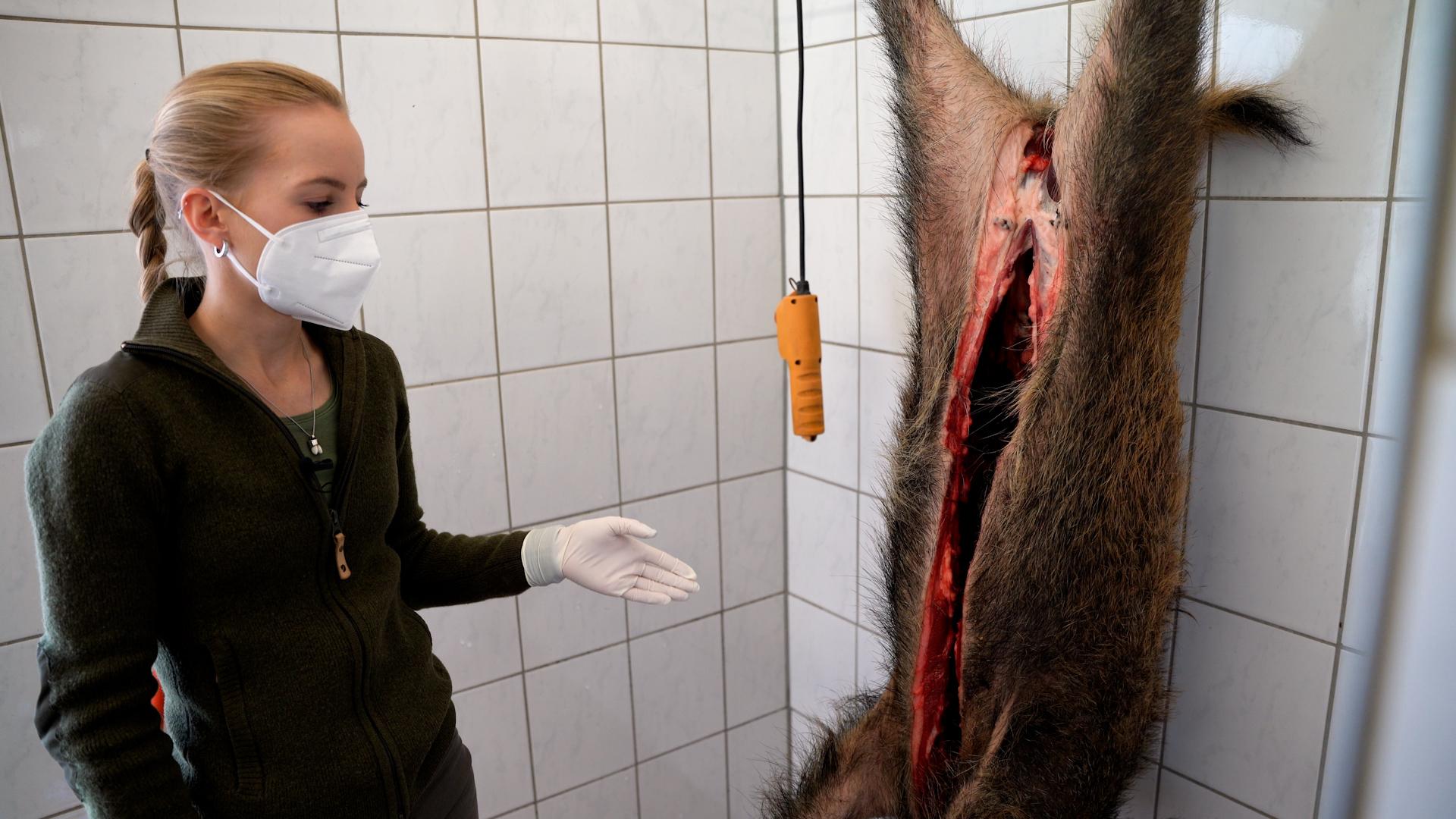 35 Jahre nach Tschernobyl: Wildschweine in Bayern ...