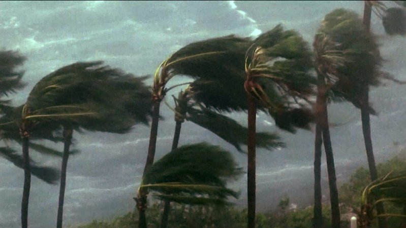 Palmen im Sturm