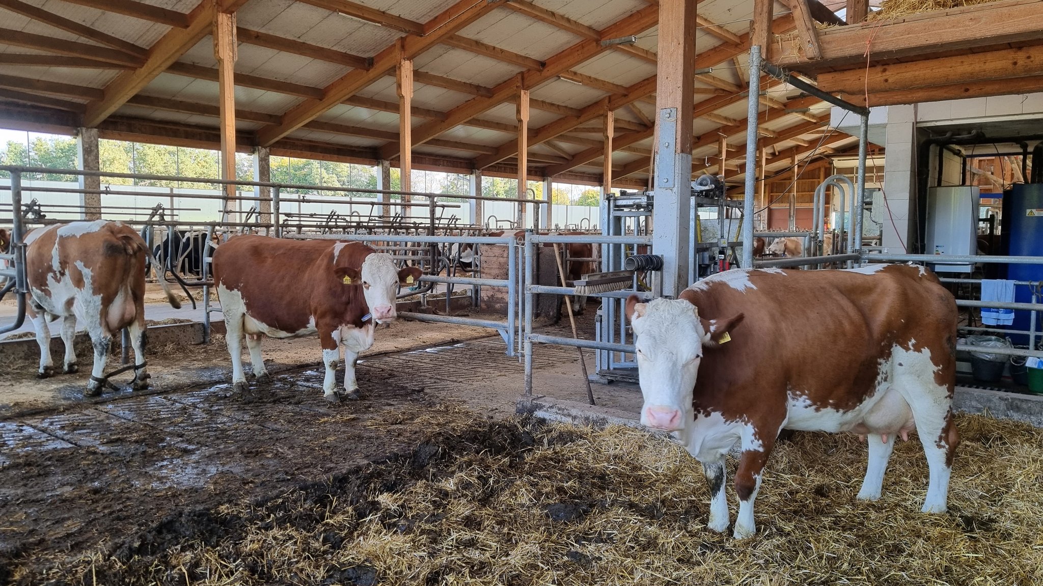 Höfe wie der von Reinhold Mayer könnten die Menschen nicht nur mit Milch versorgen, sondern auch mit Elektrizität und Kommunikation im Krisenfall