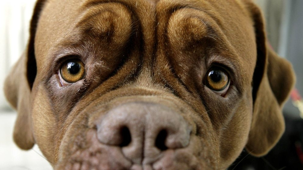 Hundeblick: Die hochgezogene Augenbraue gibt dem Hund einen so treuen Blick